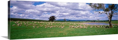 Australia, New South Wales, sheep grazing