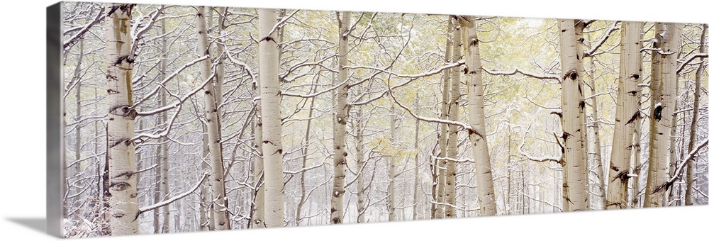 A wide landscape photograph of snow in a forest of aspen trees. The neutral color palette of the photo is contrasted by th...