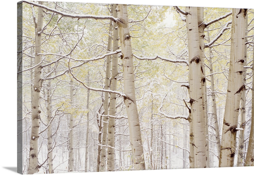 Autumn Aspens With Snow, Colorado, USA