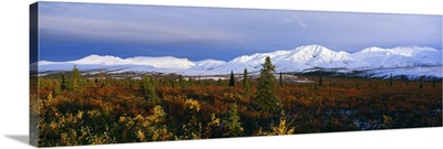 Autumn color foothills, snow-covered Alaska Range, Denali National Park, Alaska
