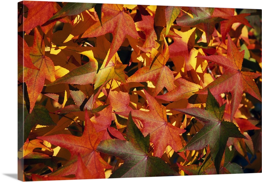 Autumn color leaves, close up, Oregon
