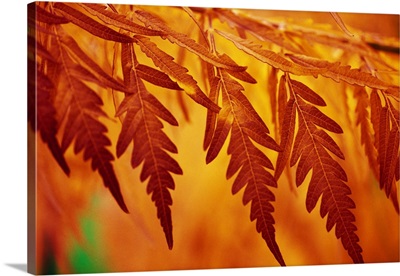 Autumn color leaves, close up, Oregon, united states,