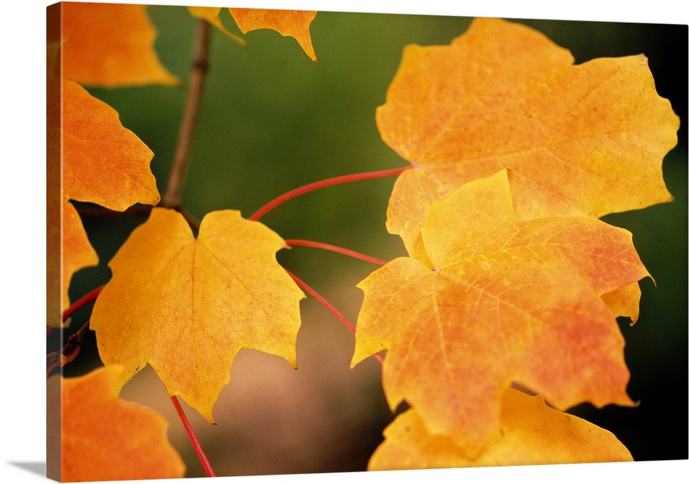 Autumn Color Maple Tree Leaves