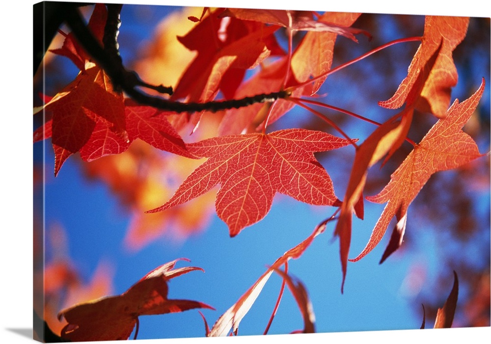 Photo print of fall foliage on a tree up close.