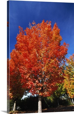 Autumn Color Maple Trees