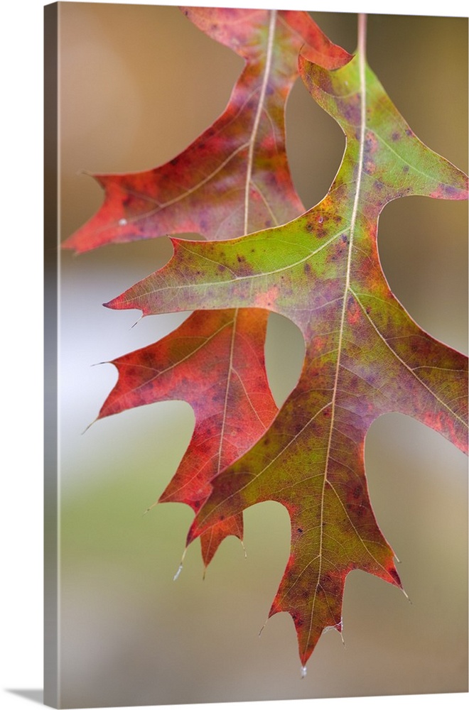 Autumn Color Pin Oak Tree Leaves