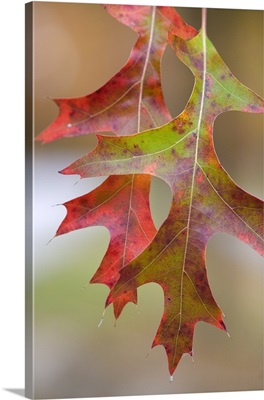 Autumn Color Pin Oak Tree Leaves