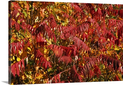 Autumn Color Poison Sumac Plant