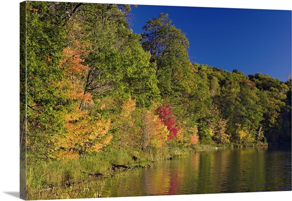Autumn color trees along Beauty Lake shoreline, Pillsbury State Forest, Minnesota