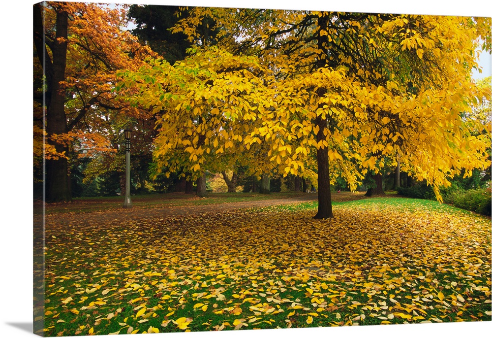 Autumn color trees, fallen leaves, Oregon, united states,