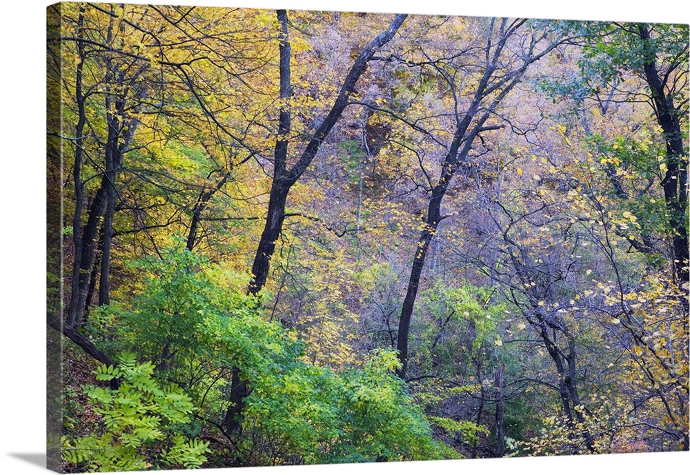 Photograph taken through dense brush during the fall season as the leaves have begun to change colors.