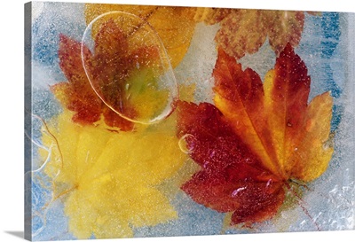 Autumn color vine maple leaves under ice, Oregon, united states,