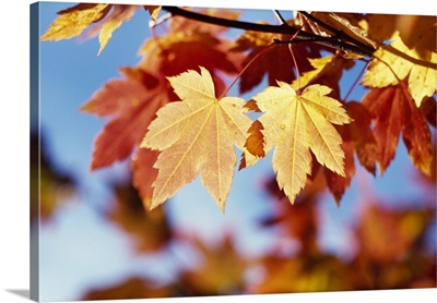 Autumn Color Vine Maple Tree Leaves