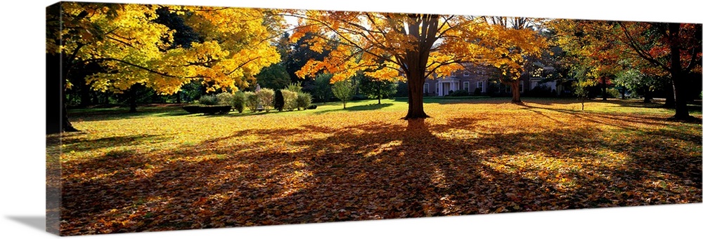 Trees in autumn are photographed panoramically as their leaves have fallen and blanketed the ground.
