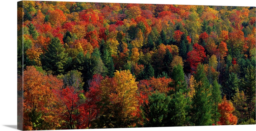 Panoramic photograph taken from an aerial view overlooks a densely filled forest packed with trees displaying their Fall c...