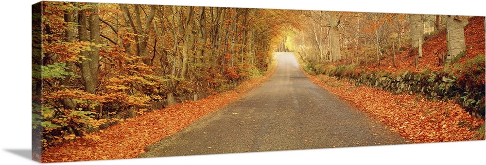 Panoramic photograph taken of a desolate street encapsulated by a woodland full of bare trees and their fallen leaves.
