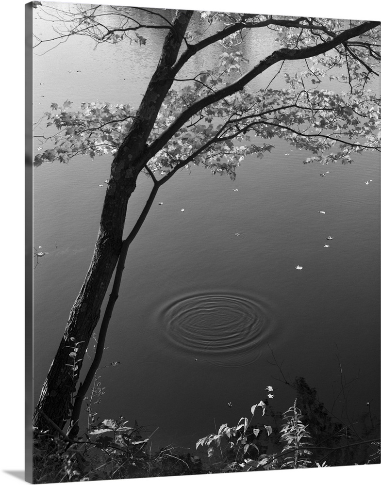 Autumn Tree By Bank Of Pond Concentric Circles In The Water Ripple Effect Nature Leaves.