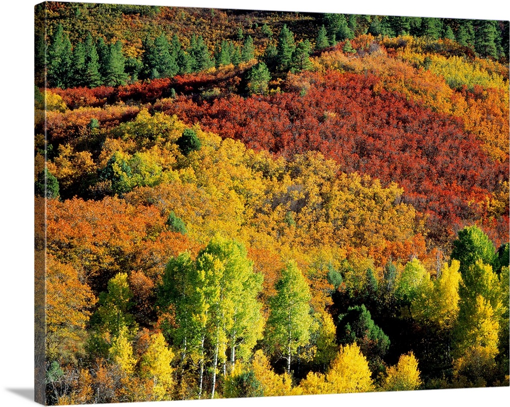 Aerial view of a fall foliage covered forest on canvas.
