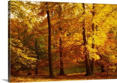 Autumn Trees Cumbria England