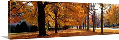 Autumn Trees Hudley (near Northampton ) Massachusetts