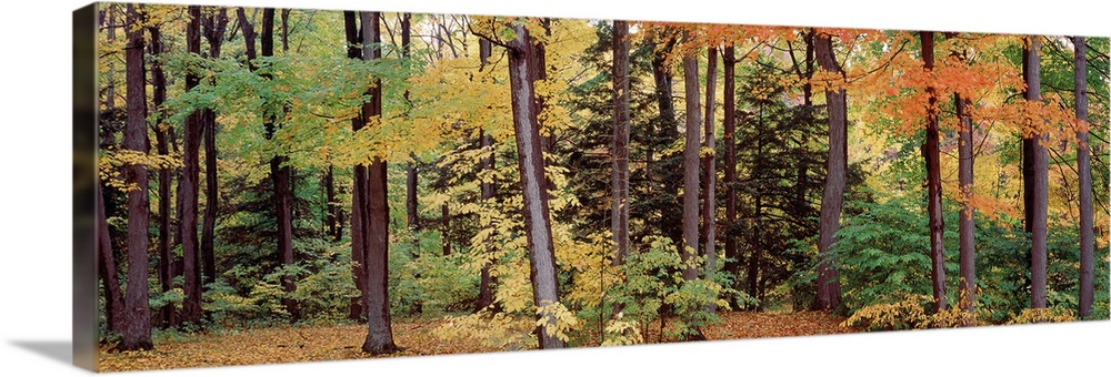 Autumn trees in a forest, Chestnut Ridge Park, New York