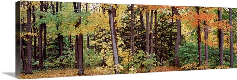 Autumn trees in a forest, Chestnut Ridge Park, New York Wall Art ...