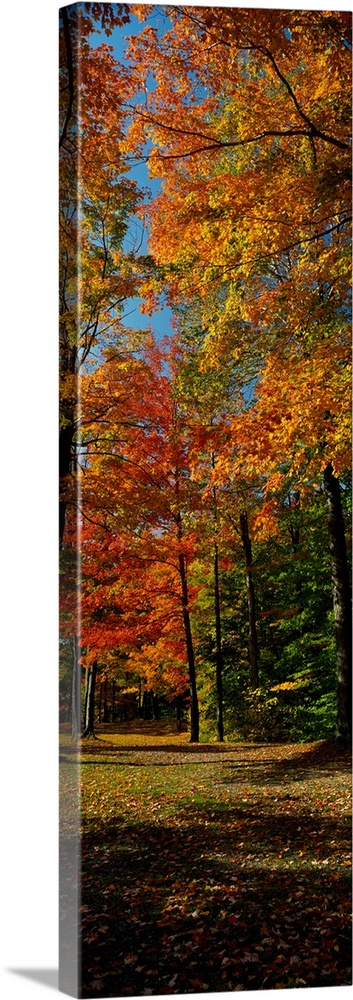 Autumn trees in a forest, Chestnut Ridge Park, Orchard Park, New York, USA