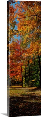 Autumn trees in a forest, Chestnut Ridge Park, Orchard Park, New York