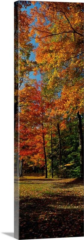 Autumn trees in a forest, Chestnut Ridge Park, Orchard Park, New York ...