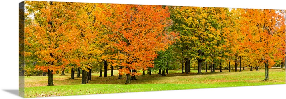 Autumn trees in a park, Chestnut Ridge County Park, Orchard Park, Erie County, New York State, USA