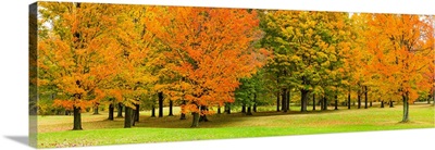 Autumn trees in a park, Chestnut Ridge County Park, New York