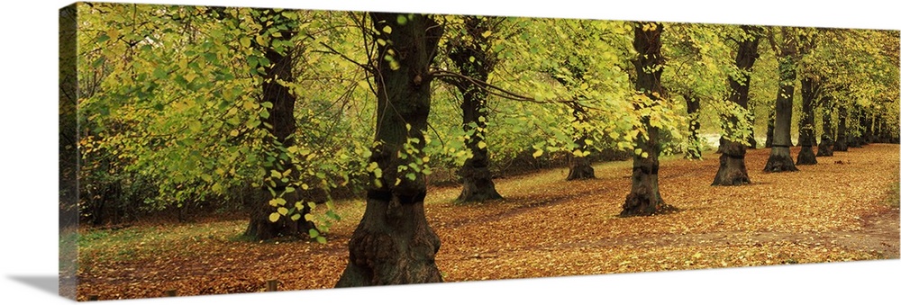 Autumn trees in a park, Clumber Park, Nottinghamshire, England