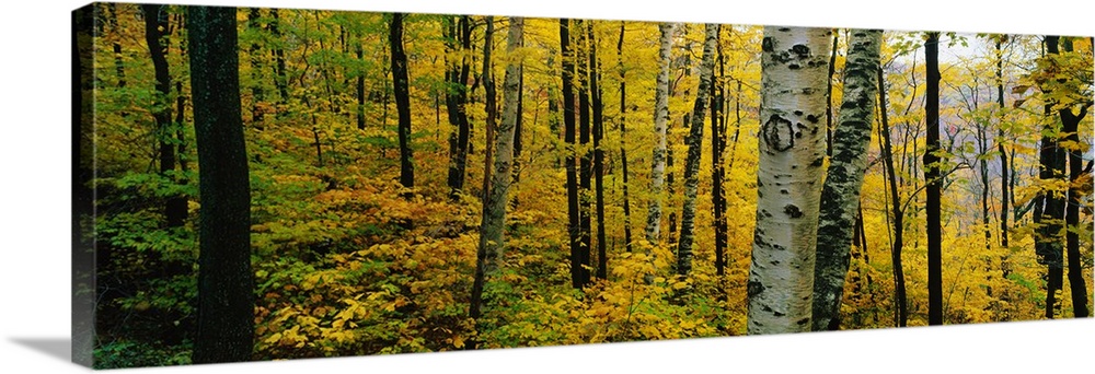 Oversized, landscape photograph of a forest full of trees and golden fall foliage, in Massachusetts.