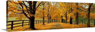 Autumn Trees near Waynesboro Virginia