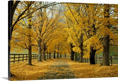 Autumn Trees near Waynesboro Virginia USA