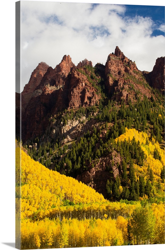 Autumn trees on mountain, Maroon Bells, Maroon Creek Valley, Aspen, Pitkin County, Colorado, USA