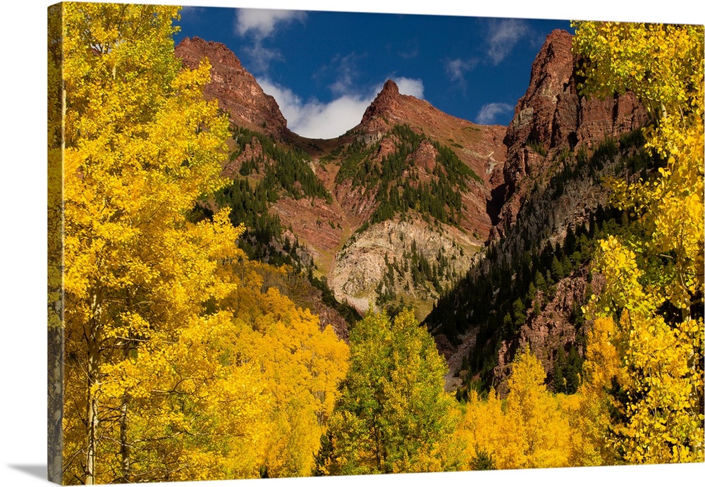 Autumn trees on mountain, Maroon Bells, Maroon Creek Valley, Aspen, Pitkin County, Colorado, USA