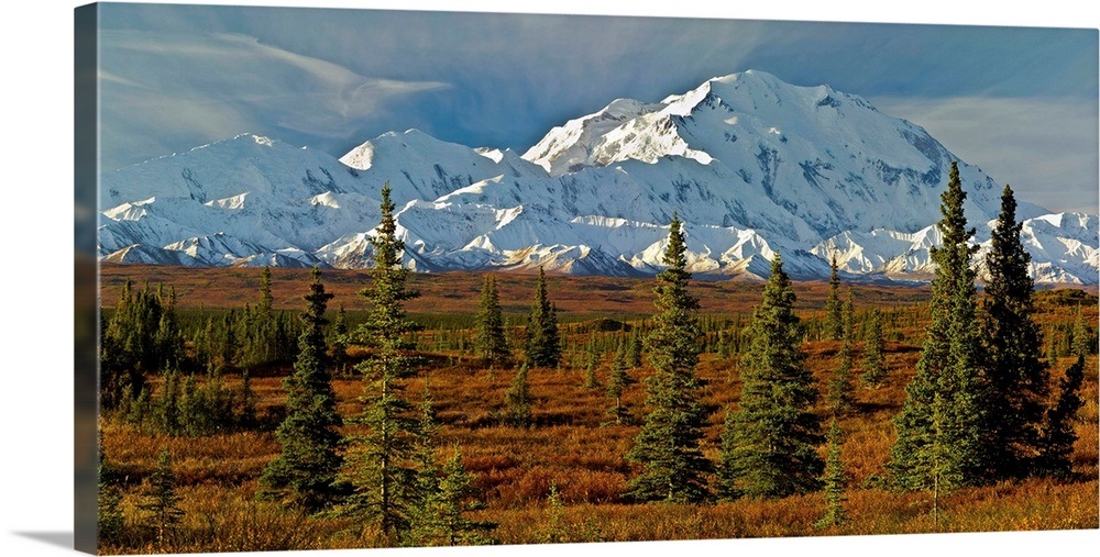 Autumn tundra and spruce trees, Mt McKinley, Denali National Park ...