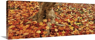 Autumnal leaves of a Maple tree scattered on the ground