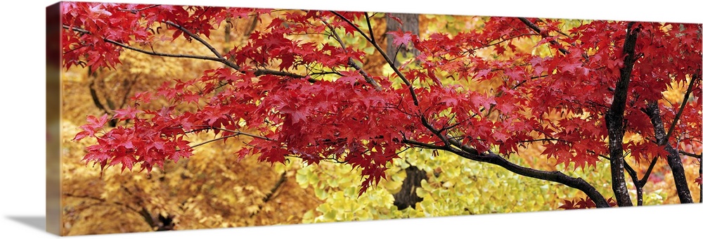 Big panoramic piece that is a photograph taken of a maple tree with red leaves and various colored tree leaves in the back...