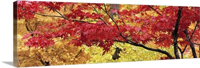 Autumnal leaves on Maple trees in a forest