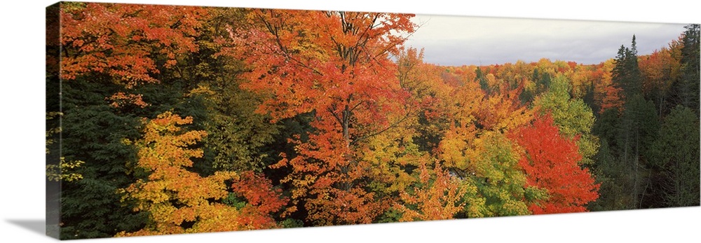 This is a panoramic photograph of a canopy of fall foliage extending beyond the horizon.