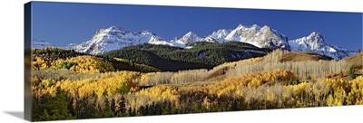 Autumnal view of aspen trees and the Rocky Mountains, San Juan National Park, Colorado