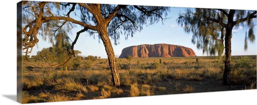 This panoramic photograph is taken of Ayers Rock from a distance through trees and across massive terrain.