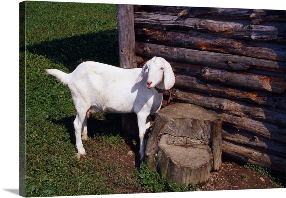 Baby goat by weathered wood outbuilding.