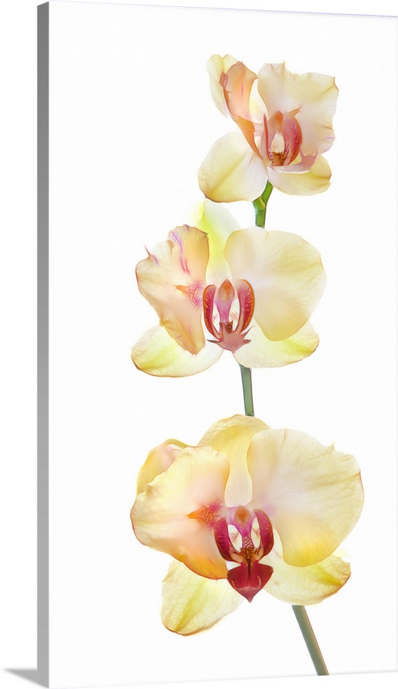 Backlit orchids against white background.
