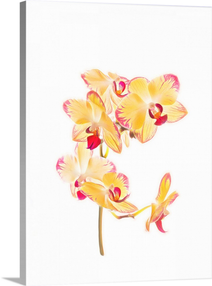 Backlit orchids against white background.