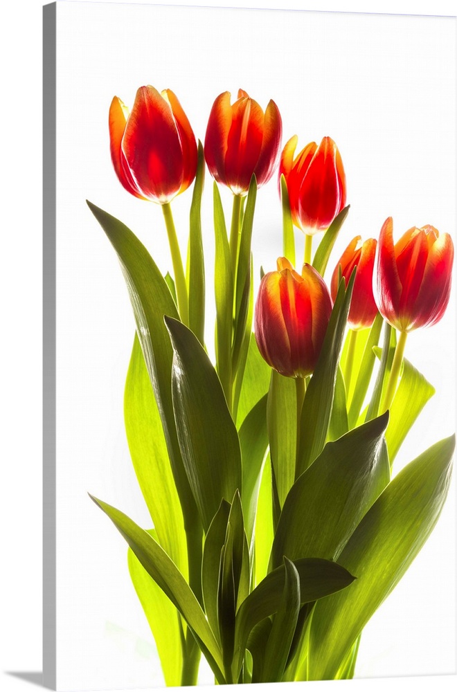 Backlit tulip flowers against white background.