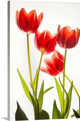 Backlit Tulip Flowers Against White Background