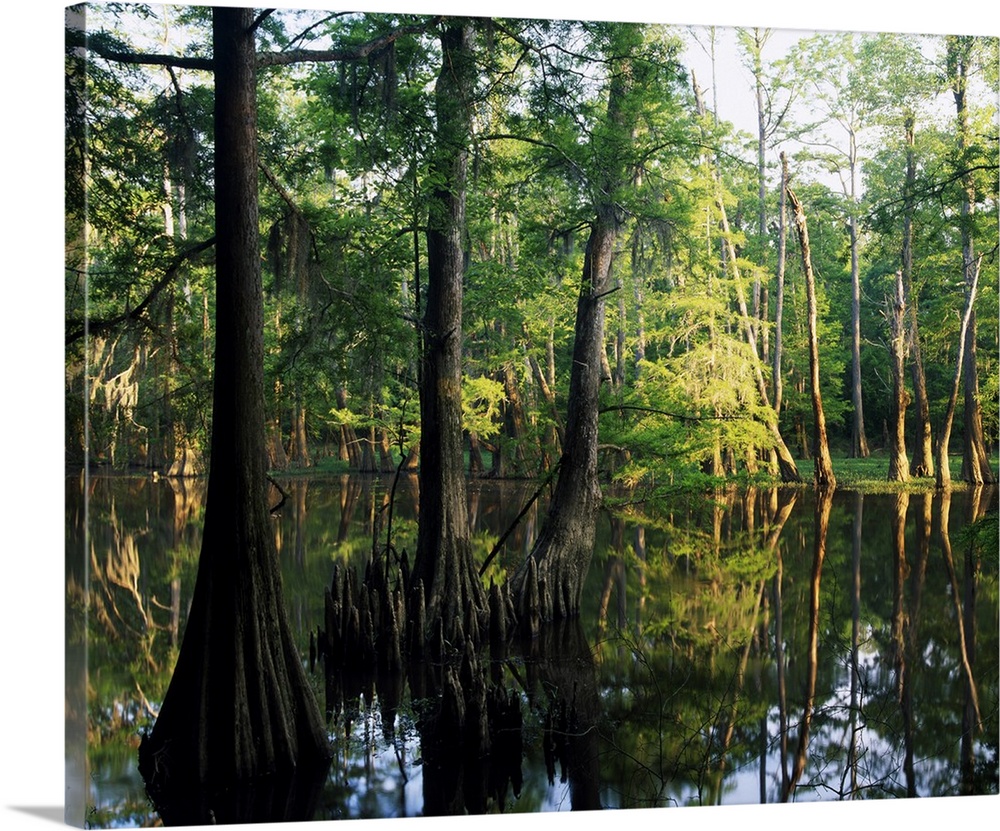Large trees are photographed as they grow from water. A line of them stand in the background.